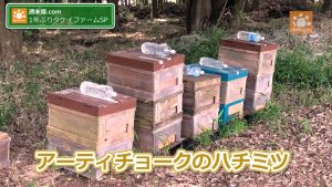 アーティチョークの巣箱