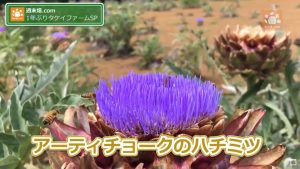 アーティチョークの蜂