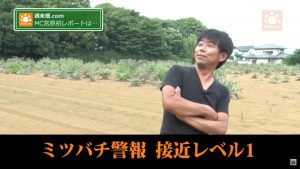 飛び交うミツバチ