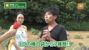 西洋野菜の種とは