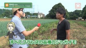 フランス品種のジャガイモ