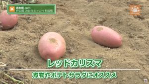 調理法に特化したジャガイモ