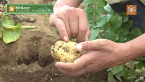 小振りで黄色味のあるサッシー