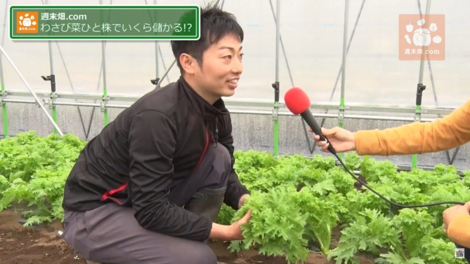 わさび菜収穫 一株でいくら 柴海農園編02 04 週末畑 Com