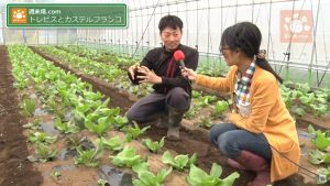 クリーム色の薔薇色