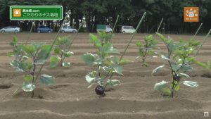 支柱は1本で傾けるのが武井さん流