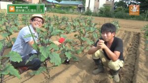 収穫するサイズはシェフの要望に合わせる