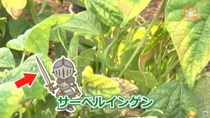 サーベルインゲン