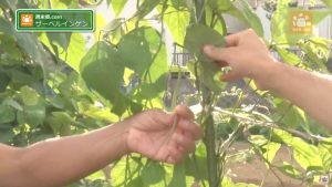 味よりビジュアル