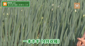 4月でも蕾が出ないネギ