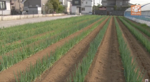 やっている人が少ない