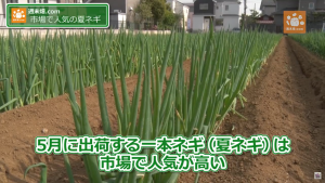 市場で人気の夏ネギ