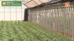 枝豆栽培は温度管理