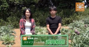 アーティチョークの収穫