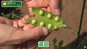 とても小さい涙豆