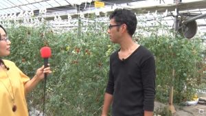 品種はアイコとサングレープ