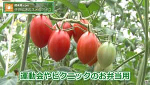 運動会やピクニックのお弁当用に…！