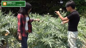 西洋野菜の性質