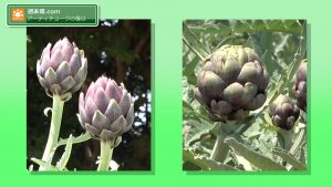 同じ種から異なる種類が？