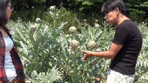 とても茎が長いアーティチョーク