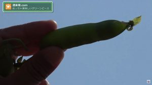 グリンピースを空にかざす武井さん