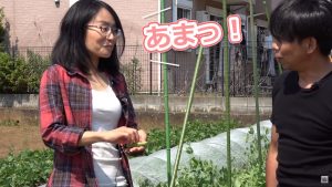 武井さんのグリンピースは糖度が高い