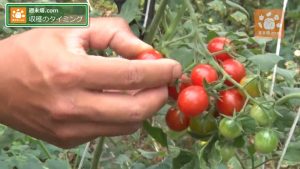 収穫はヘタなしで