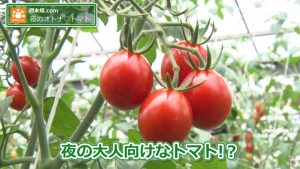 夜の大人向けのトマト…！？