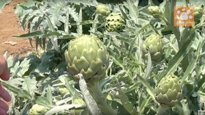 収穫期に入ったアーティチョーク