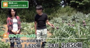 アーティチョークの収穫量