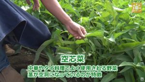 ７月から採っている空芯菜