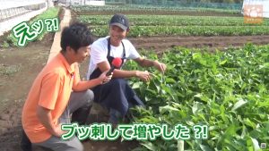 刺して増えた空芯菜