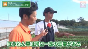 常に一定の重要があるほうれん草