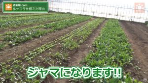 通路に蒔いたルッコラ