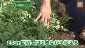 春菊栽培を伝授