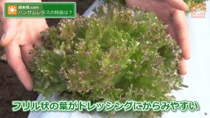 森田農園のハンサムレタス