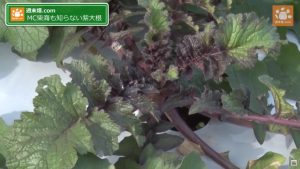 紫大根の一種「宮むらさき」