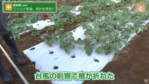 強風で折れてしまった根