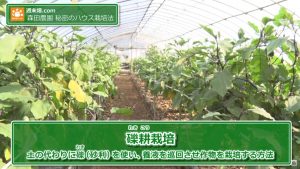 礫耕栽培のナスのハウス