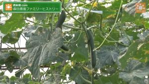 愛され続ける森田農園のキュウリ