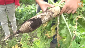宮重大根の収穫