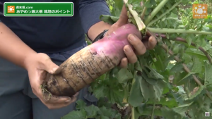 綺麗なグラデーションの大根
