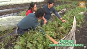 カブ畑のパオパオ