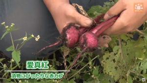 小ぶりな愛真紅