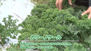 繁昌農園のカリーノケール