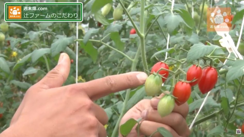 収穫するトマトの見極め